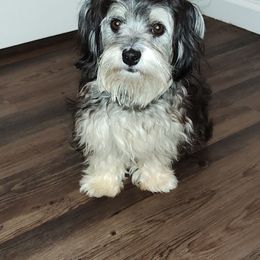 Margot - Havanese