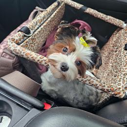 Sadie Sue - Yorkshire Terrier