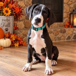 Puppy 4 - Mantle female Great Dane puppy in Ocala, Florida from Oak Haven Great Danes