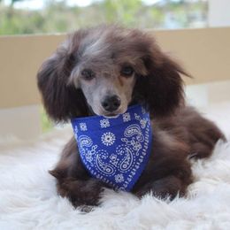 Poodle Puppies from Puppy Love 4ever