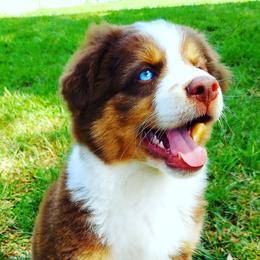 Miniature Australian Shepherd Puppies from Aussies Acre