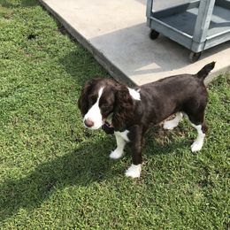 English Springer Spaniel, Poodle, and Springerdoodle All Grown Up from SpringerDoodles at the Beach