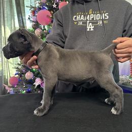 Cane Corso Puppies from Gaxx Corsos