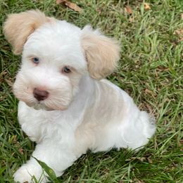 Jesse - formerly known as Poseidon - Wheaten male Miniature Schnauzer puppy in Brundidge, Alabama from Deez Pups Magnificent Schnauzers