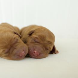 Sunny - Yellow female Labrador Retriever puppy in Allons, Tennessee from UC Labradors LLC