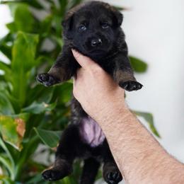 Dior - Sable female German Shepherd puppy in Coarsegold, California from Yosemite Shepherds