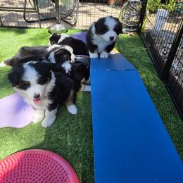 Miniature American Shepherd Puppies from All About Me Miniature American Shepherds