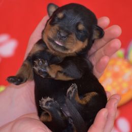 Darci - Black and mahogany female Rottweiler puppy in Catawissa, Pennsylvania from Sharp Ridge Rottweilers