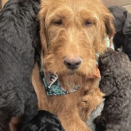 Labradoodle puppies from Northwest Sporting Doodles