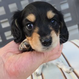 Girl 3 (Puppy 5 by Birth order ) - Piebald female Dachshund puppy in Anamosa, Iowa from Melsh Precious Pets