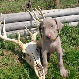 Weimaraner Puppies from Miller's Weimaraners