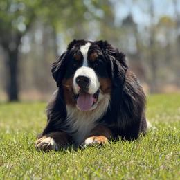 Bernese Mountain Dog puppies from Faith’s Bernese