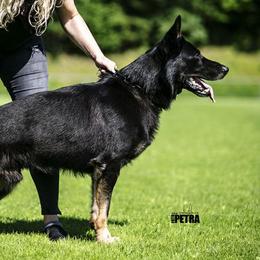 Hannes - German Shepherd