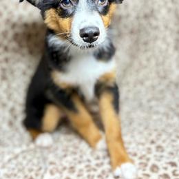 Honey - Black tri female Miniature Australian Shepherd puppy in Spiro, Oklahoma from Dandies Herding Buddies
