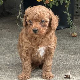 Brice - Red  male Poodle puppy in Cabool, Missouri from Rafter B Farms