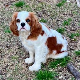 Armand - Blenheim male Cavalier King Charles Spaniel puppy in Diberville, Mississippi from Sophie’s AKC Cavaliers