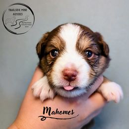 Mahomes - Red & white male Miniature Australian Shepherd puppy in Harrisonville, Missouri from Trailside Mini Aussies