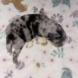 Freedom for All - Blue merle male Pomeranian puppy in East Mountain, Texas from Fairchild Fancy Pomeranians and Coachella Pomeranians