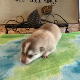 Boy 1 - Red and white male Pomsky puppy in Bucyrus, Missouri from Hill Top Pomskies