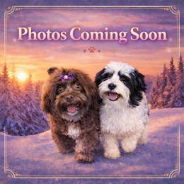 Woolma - Black and tan female Havanese puppy in Hendersonville, North Carolina from Kim's Cove Dog Co.