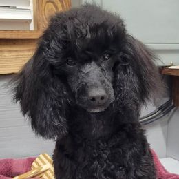 Tulip - Poodle