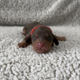 Milo - Chocolate and tan male Dachshund puppy in Lawrenceville, Georgia from Chivi Paws