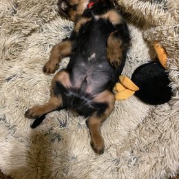 Cavalier King Charles Spaniel Puppies from Cassie’s Cavaliers