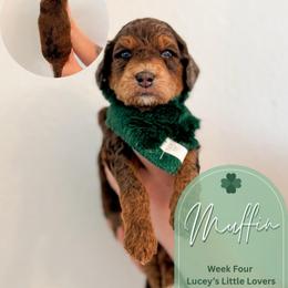 Muffin - Merle male Goldendoodle puppy in California City, California from Summer Sun Doodles