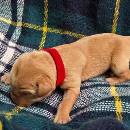 Girl 9 - Yellow female Labrador Retriever puppy in Potosi, Wisconsin from Point and Flush Gun Dogs