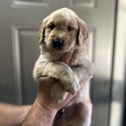 Grey Collar - Golden male Golden Retriever puppy in Rainier, Washington from Hanson’s NW Goldens & Doodles