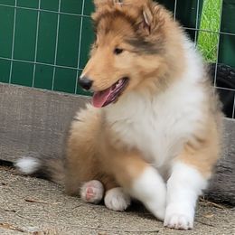 Collie Puppies from Starrlit Collies