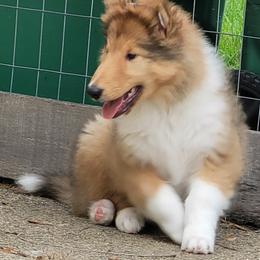 Collie Puppies from Starrlit Collies