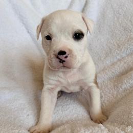 Bagheera - Red sable male American Pit Bull Terrier puppy in Frederick, Maryland from •Wyngate Pits•
