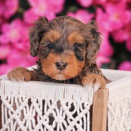 Dean - Blue merle male Bernedoodle puppy in Longview, Texas from Furry Tail Doodles