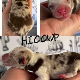 Hiccup - Red merle male Border Collie puppy in Sanger, California from Flying M Cactus Ranch Buddies