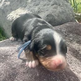 Dark Blue Collar Boy - Black rust and white male Bernese Mountain Dog puppy in Herriman, Utah from Shaggy Mountain Pups LLC
