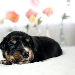 Australian Shepherd Puppies from Heaven's 9
