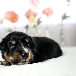 Australian Shepherd Puppies from Heaven's 9