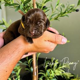 Penny - Chocolate female Labrador Retriever puppy in Amery, Wisconsin from Cornerstone Retrievers