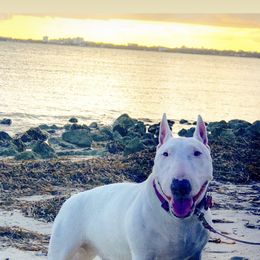 Peppa Pig - Miniature Bull Terrier