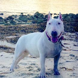 Peppa Pig - Miniature Bull Terrier