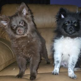 Hunnibunnies Pugsley Addams - Chocolate male Pomeranian puppy in Cleveland, Ohio from Hunnibunnies