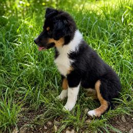Daphne - Black tri female Miniature Australian Shepherd puppy in Macomb, Missouri from Show Me MO Aussies