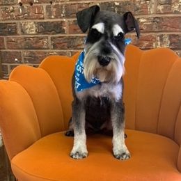 Jack Jack - Miniature Schnauzer