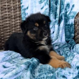 Atlas - Black tri-color male Australian Shepherd puppy in Oxford, Florida from SoCo Aussies
