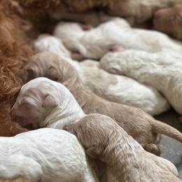 Goldendoodle Puppies from Valentine Kennels