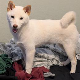 Girl - Cream female Shiba Inu puppy in Oceanside, California from Wagashiken