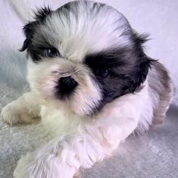 Maizey - Gold and white female Shih Tzu puppy in Winston Salem, North Carolina from Little Miracles Shih Tzu