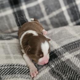 Girl 5 - Red tri-color female Australian Shepherd puppy in Tehachapi, California from Astralvale Aussies