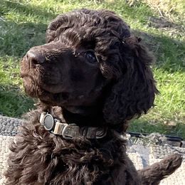 Thelma, girl 2 silver - Brown Poodle puppy in Madison, Wisconsin from KB Standard Poodles